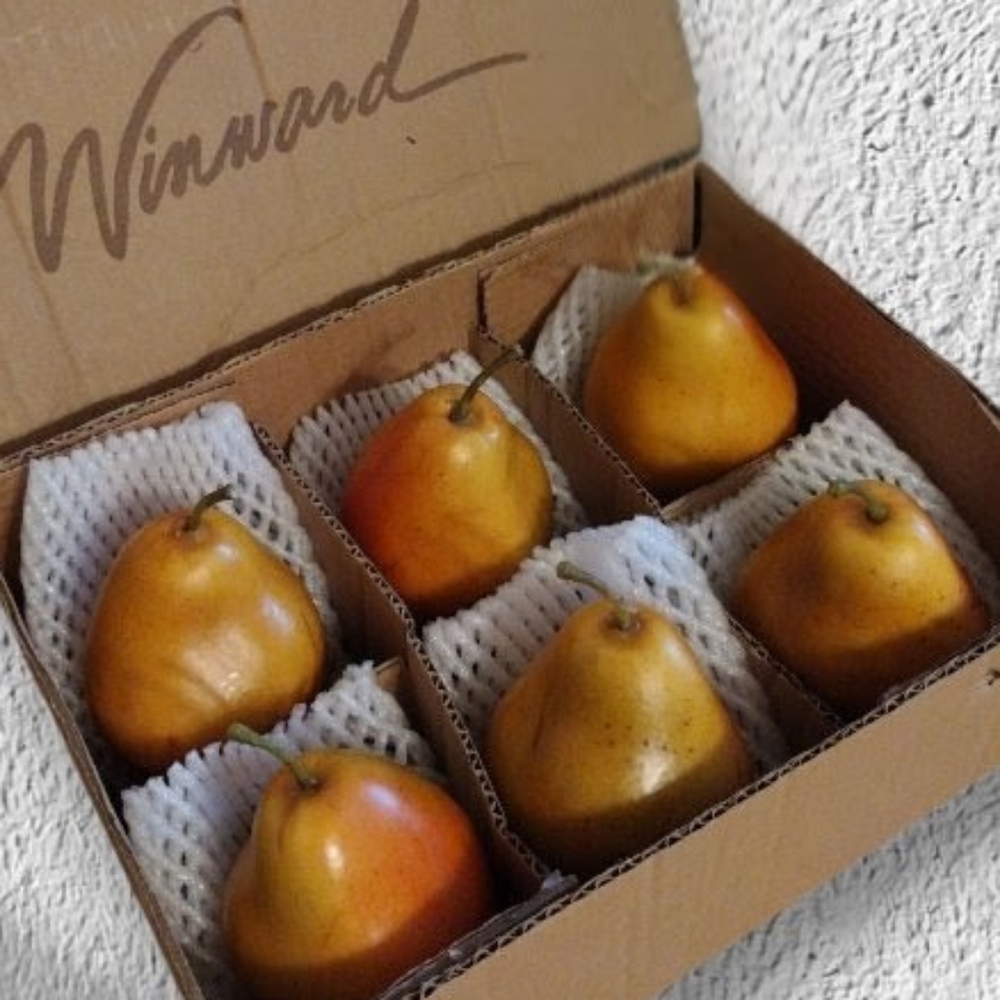 Winward Pear Bartlett Set of 6 realistic hand-painted Artificial Lifelike Fruit